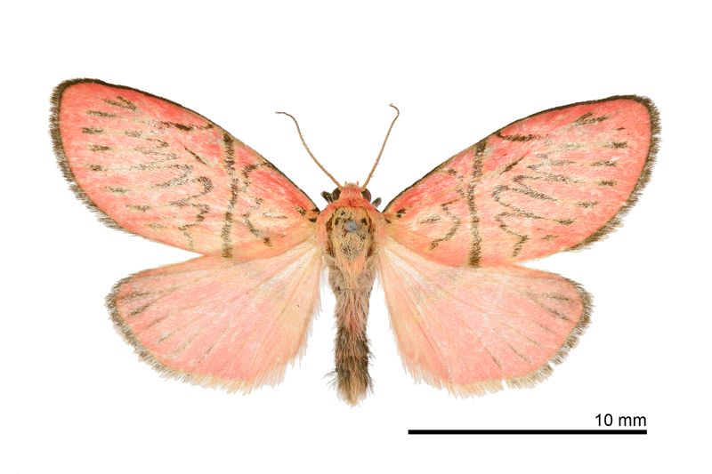 Barisne weichunchangae Male